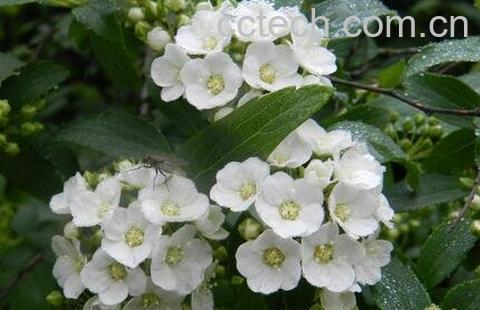 棠梨花的营养价值-0