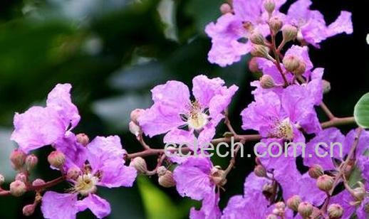 丁香花的营养价值-0