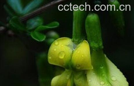 黄芪花的功效-0