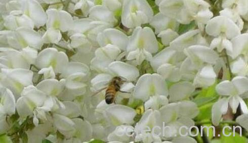 卡其花的作用与功效-0