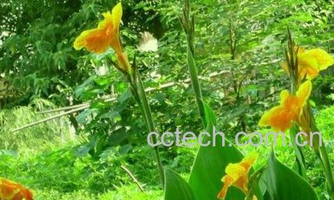 芭蕉花的药用价值-0