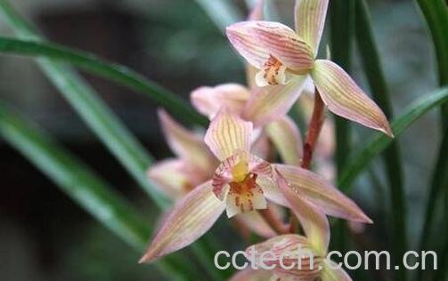  葩兰花的功效-0