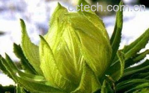 雪莲花的食用方法与功效-0