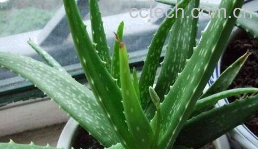 芦荟都能吃吗 -0