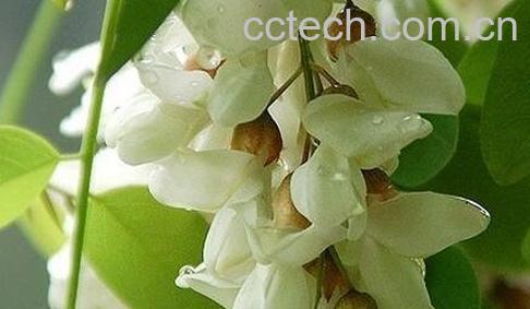 槐花的神奇功效有哪些-0