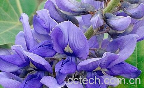  葛花能解酒吗-0