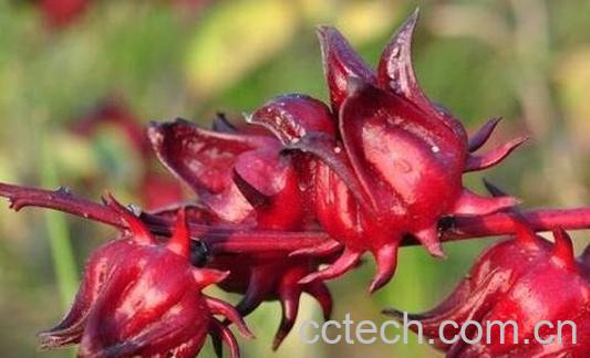 洛神花泡水喝的功效与作用-0