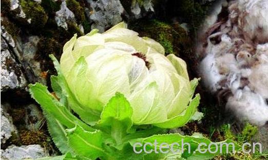 雪莲花的功效作用与食用方法-0