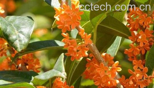 桂花的保健功效与作用-0