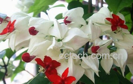 果蔬百科九龙吐珠的功效与作用-0