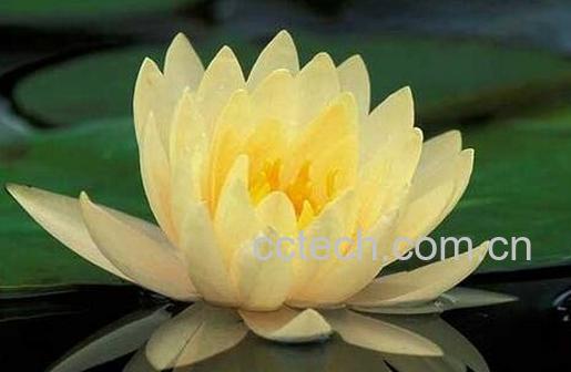 睡莲的养殖方法-0