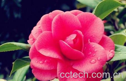 山茶花怎么养-0