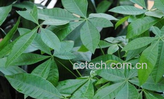 发财树落叶怎么办 -0