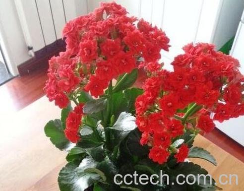  长寿花有毒吗-0