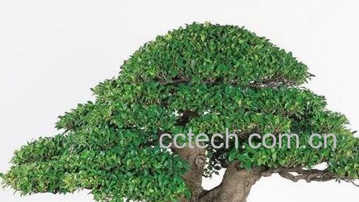 养殖榕树的注意事项-0