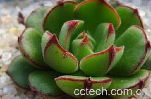 丹尼尔怎么养 -0