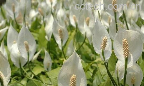 一帆风顺的养殖方法与注意事项-0