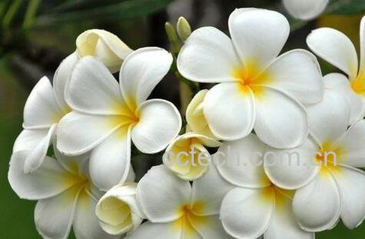 鸡蛋花的养殖方法与注意事项-0