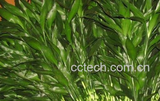 富贵竹叶子发黄怎么办-0