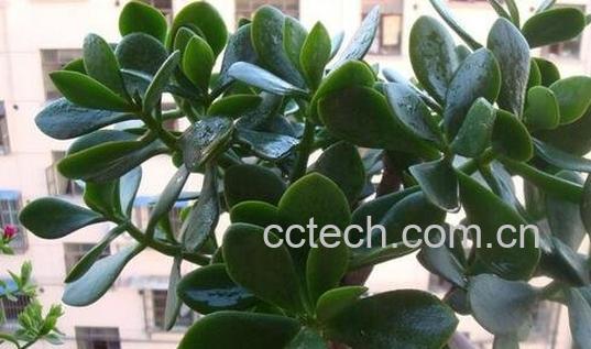 玉树的养殖方法与注意事项-0