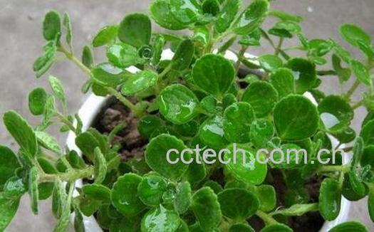 碰碰香怎么养-0