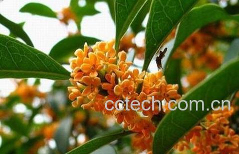 桂花的用处有哪些-0