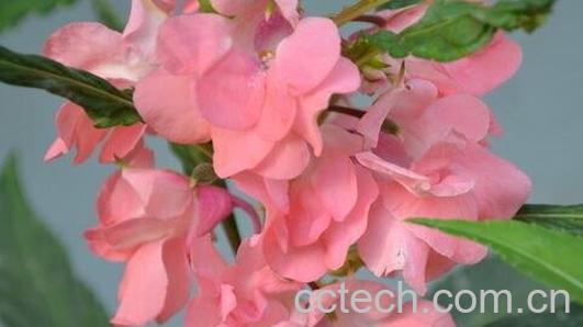 凤仙花的药用价值与功效-0