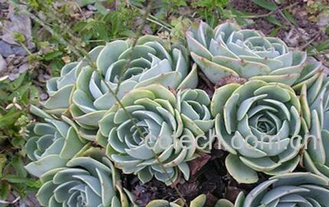 果蔬百科石莲花的功效与作用-0