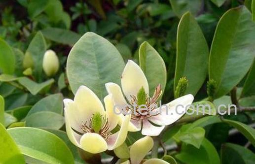 果蔬百科含笑花的养殖方法与注意事项-0