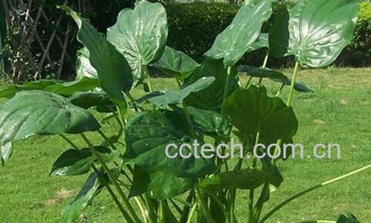 果蔬百科滴水观音叶子发黄怎么办-0