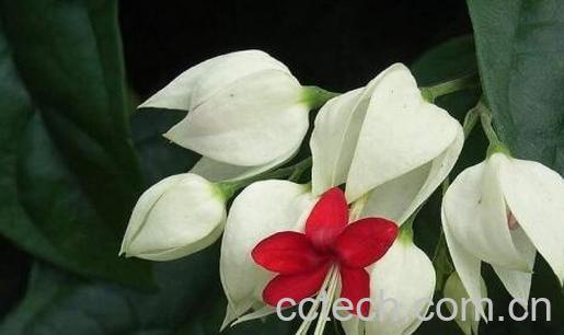 果蔬百科龙吐珠的养殖方法与注意事项-0