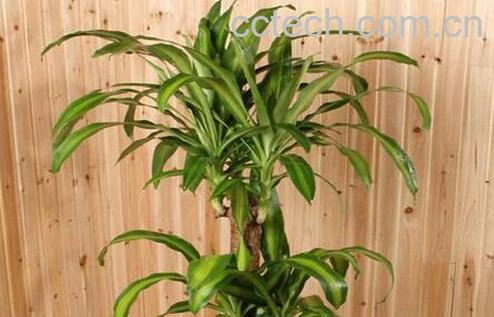 果蔬百科巴西木的养殖方法与注意事项-0