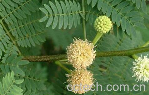 果蔬百科银合欢的药用价值与功效-0