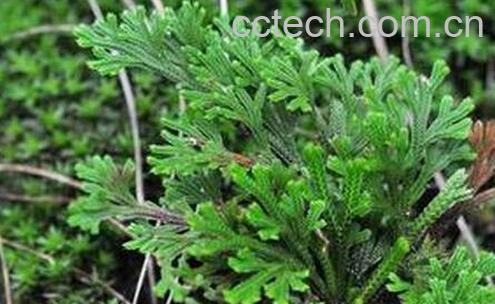 果蔬百科还魂草的功效与作用-0