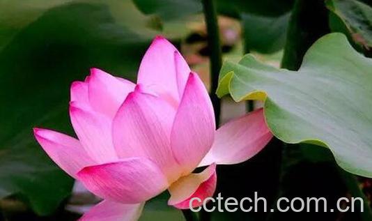 果蔬百科莲的功效与作用-0