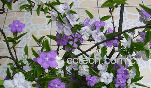 果蔬百科双色茉莉怎么养 养殖双色茉莉的注意事项-0