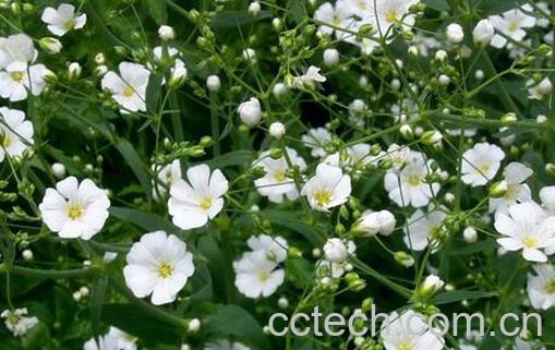 果蔬百科满天星的养殖方法与注意事项-0