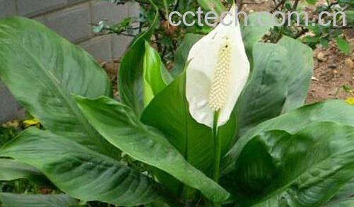 果蔬百科一帆风顺是什么花 一帆风顺怎么养-0