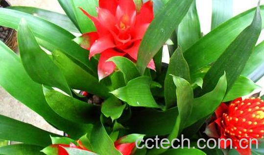 果蔬百科凤梨花的功效-0