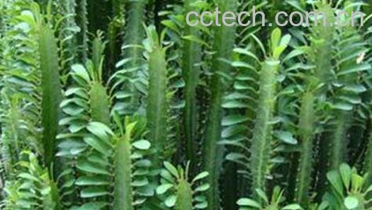 果蔬百科龙骨花的养殖方法与注意事项-0