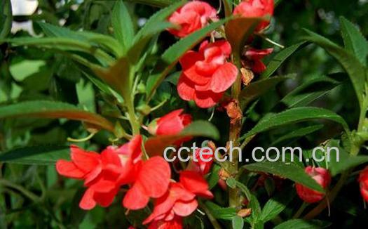 果蔬百科凤仙花有毒吗-0