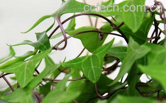 果蔬百科室内养什么花对孕妇-0