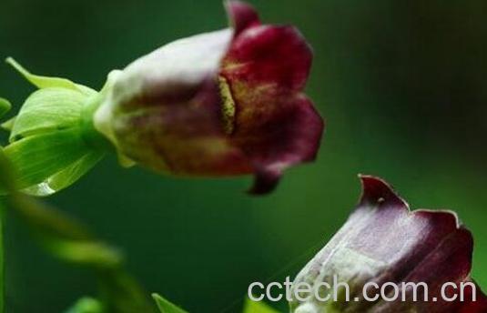 果蔬百科羊乳花的功效与作用-0