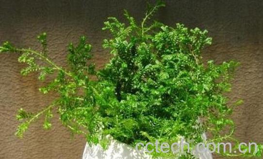 果蔬百科常青藤怎么养-0