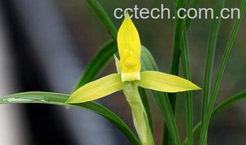 果蔬百科春兰的药用功效与用法-0