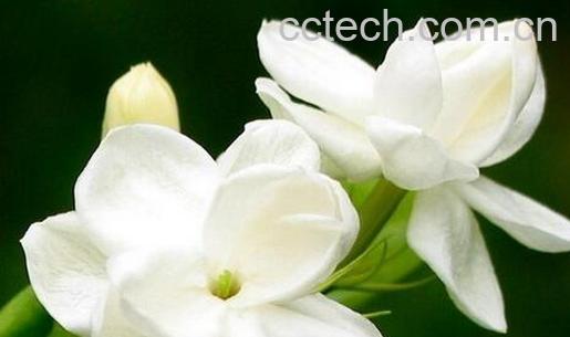 果蔬百科茉莉花的食疗功效与用法-0