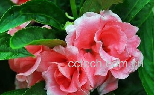 果蔬百科凤仙花的功效与作用-0