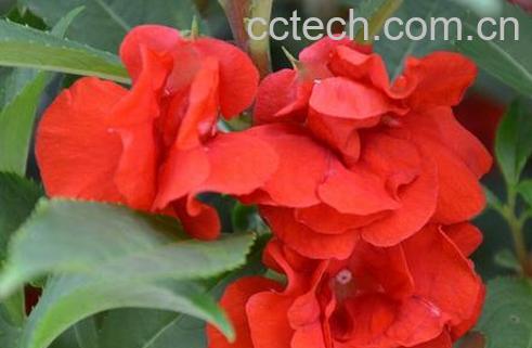 果蔬百科凤仙花能吃吗-0