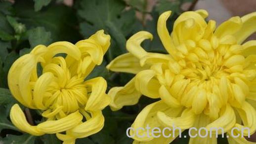 果蔬百科菊花的养生功效与用法-0