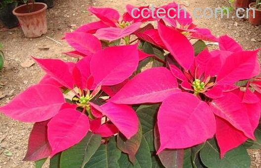 果蔬百科哪些植物不能在家中养殖-0